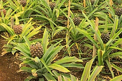 pěstování ananasů v Ponta Delgada
