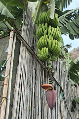 banány na promenádě Jardim do Mar