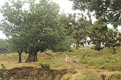 stoleté vavřínové stromy v lesní rezervaci