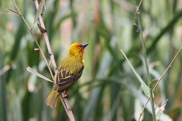 Bird Hide v Main Campu