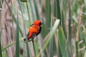 Bird Hide v Main Campu