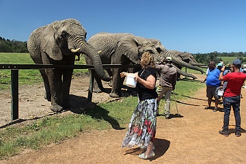 Knysna Elefant Park