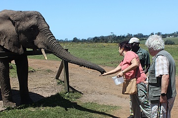 Knysna Elefant Park